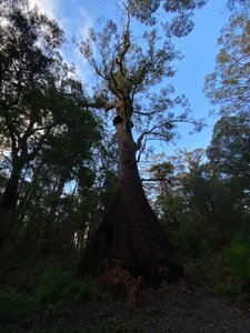 Giant Tingle Tree- The Pleated Princess