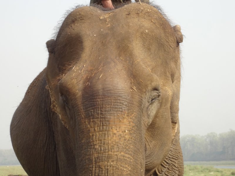 Lodge Elephant 
