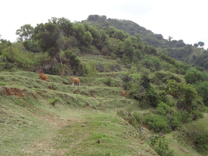 Gumang Hill Wildlife