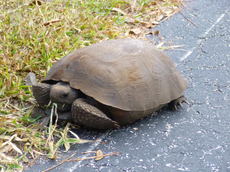 Why did the Tortoise Cross the Road?