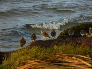 More Coastal Birds