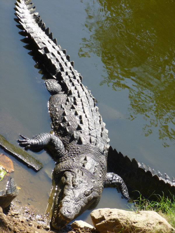 Biggish Croc