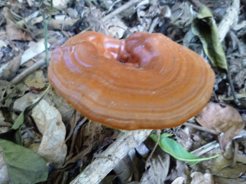 Fungi in the park