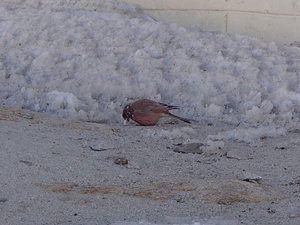 Common rose finch?