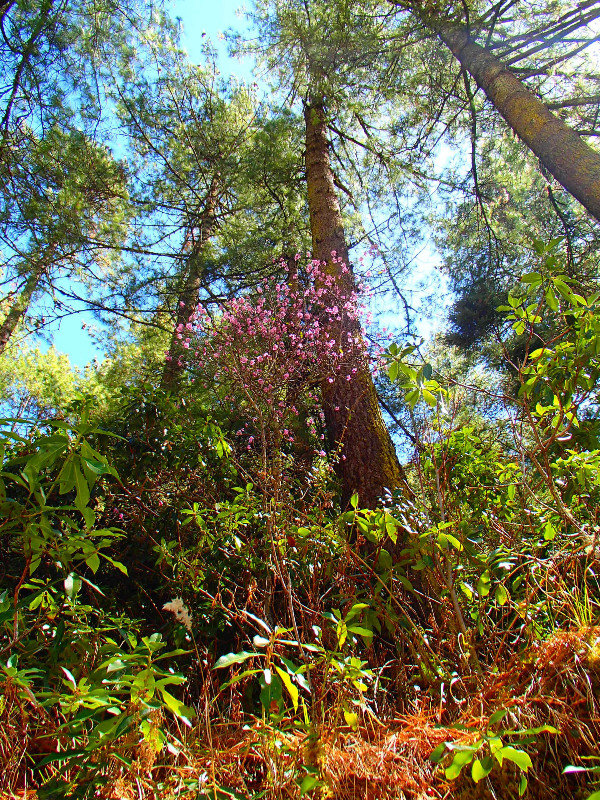 Spring vegetation