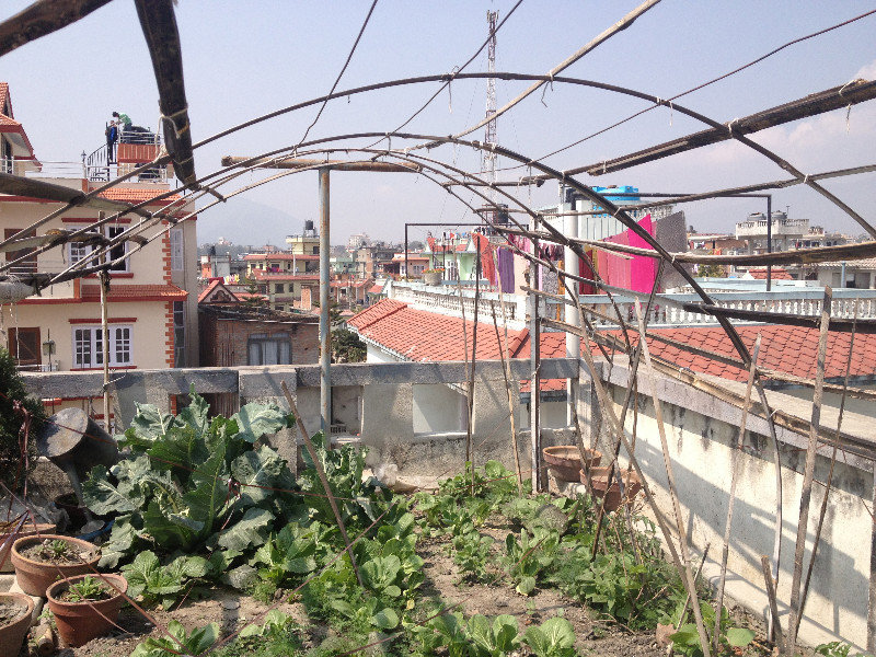Dhana's rooftop garden