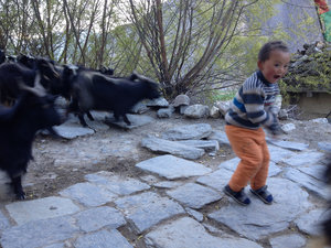 Goats and Boy