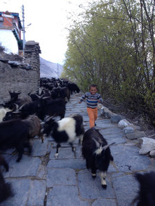 Goats and Boy