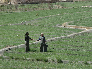 Working in the Fields in Chuksang