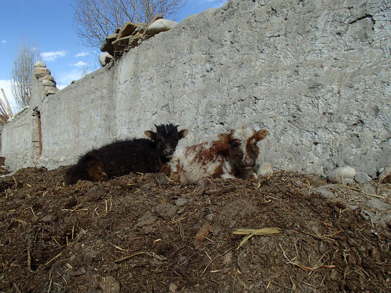 Calves keeping warm