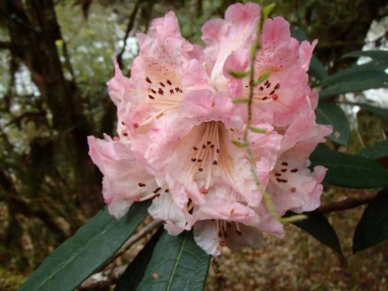 Rhododendrons are out