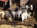 Hamid's Goats