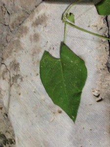 Random heart shaped leaf at the Pol-e Si-o Seh Bridge River Bank walk