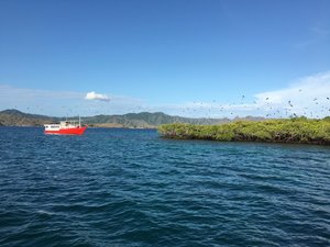 Kalong Island- bats flying off