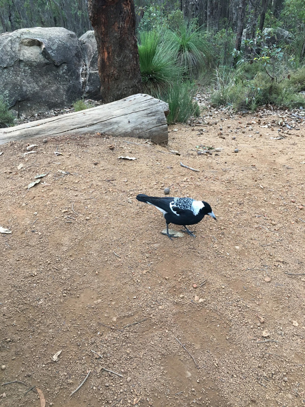 Australian Birdlife