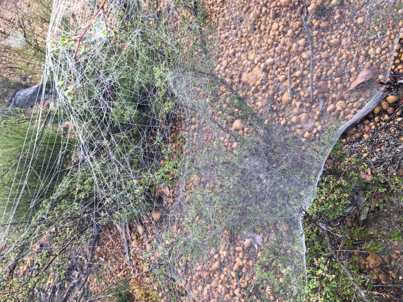 Social Spider Web