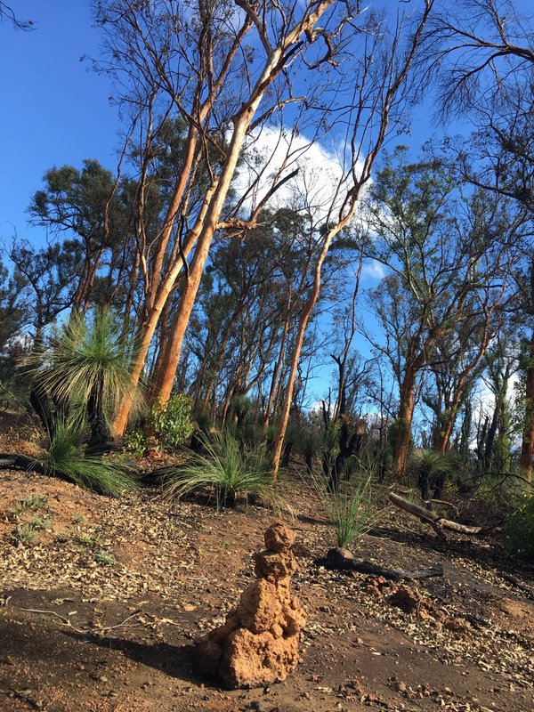 First Evidence of the Bushfires