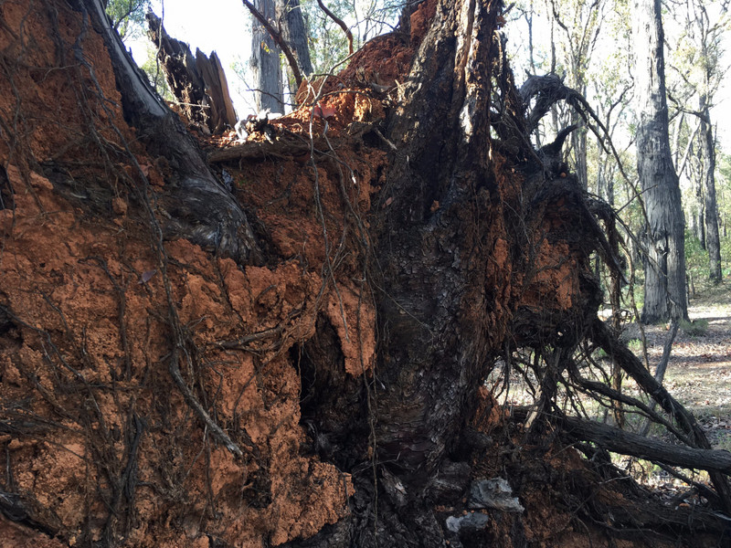Upturned Big Tree