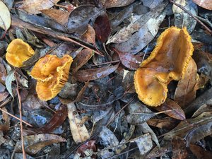  Stalked orange peel fungus?
