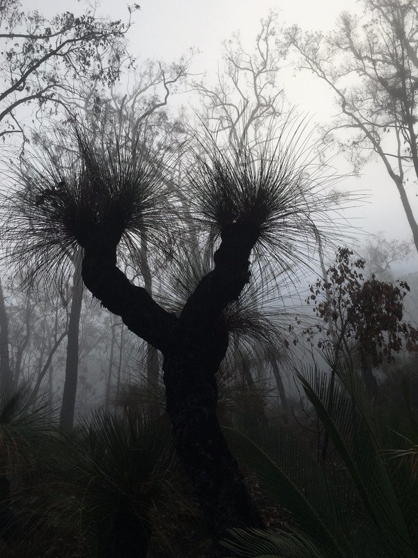 Misty Grass Trees