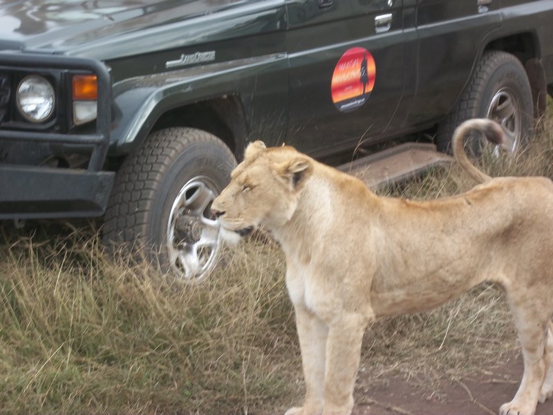 So, yep, lions, close enough to eat you