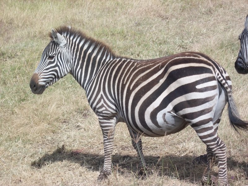 Preggers zebra