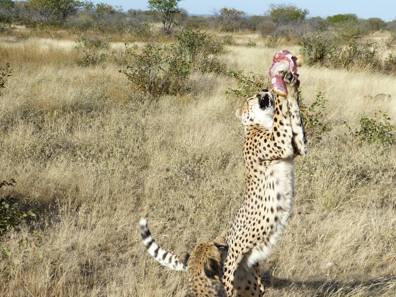 Wild Cheetah catching its dinner