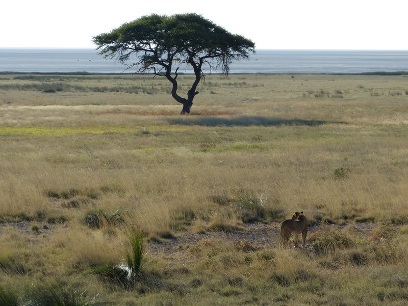 Lone lion & Acacia Tre