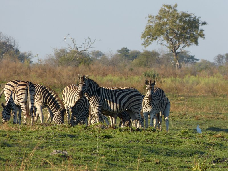 Botswana national animal