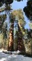 Merced Sequoia Grove