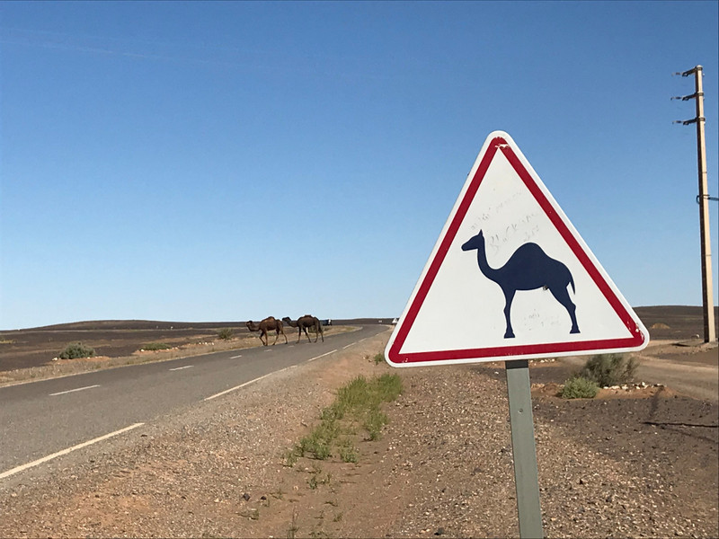 Camel crossing - literally!