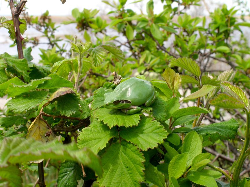 050. Mini green tree frog
