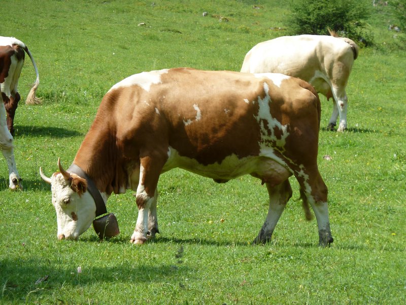 Cows with bells