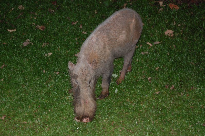 Bornean Bearded Pig