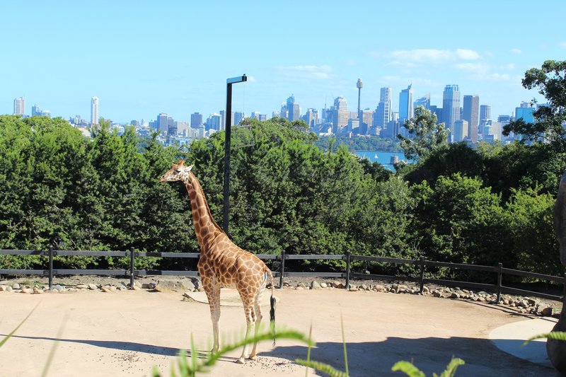 Giraffes have the Best View of the CIty