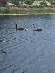 Black Swans at Noosa Springs Golf Course. 