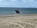 A beautiful horse with rider on beach outside our Villa