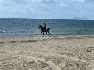 A beautiful horse with rider on beach outside our Villa