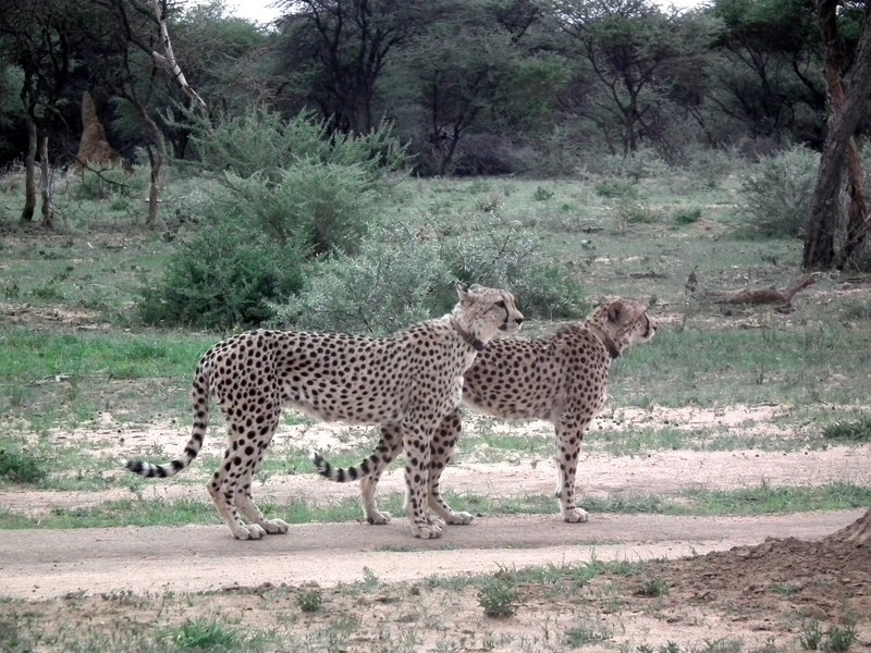 cheetahs on the hunt