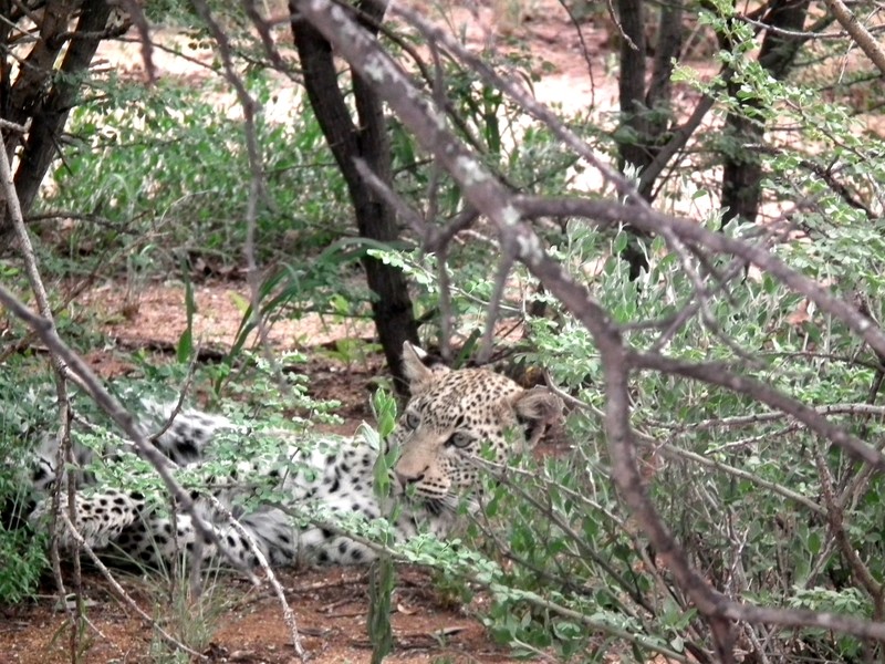 Leopard lying by their meal