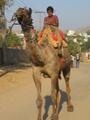 Walking in Pushkar