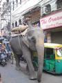 Elefanti a passeggio fra rickshaw e vacche