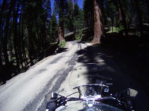 Sequoia by bike