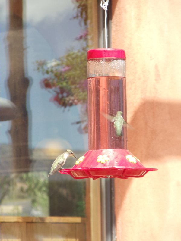 Hummingbirds at Thunderbird Restaurant