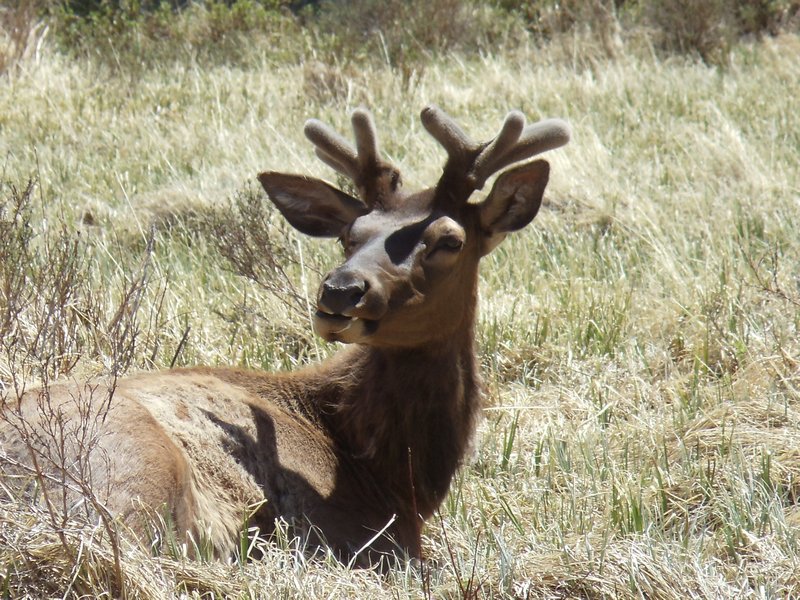 More relaxing elk
