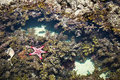 Diani - Coral Reef
