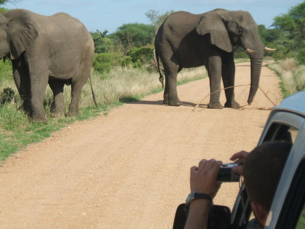 Elephants in the road!