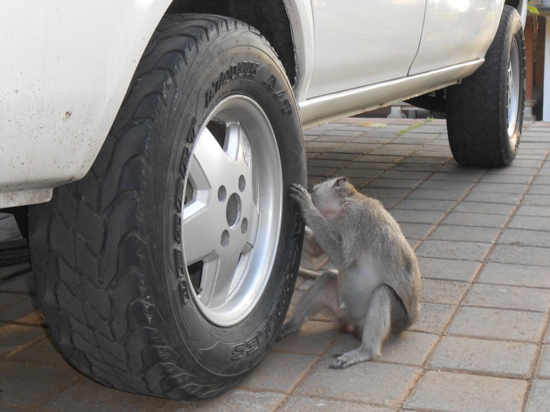 monkey trying to eat a tyre