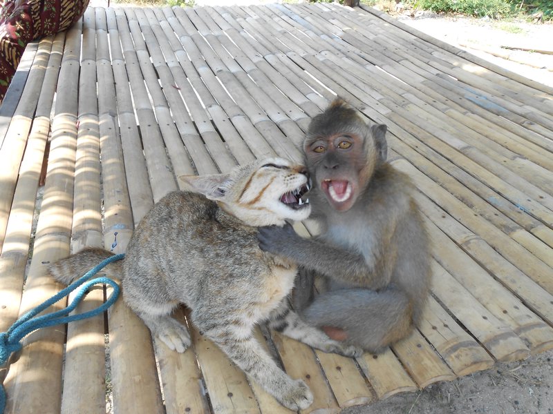 monkeys are a tourist trap