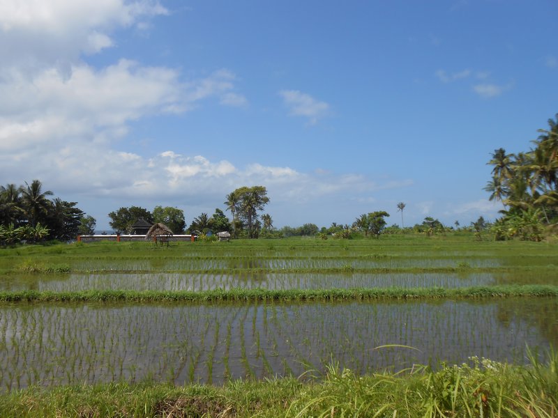 rice field terrace